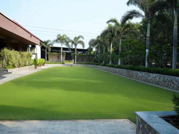 Daisy Lawn