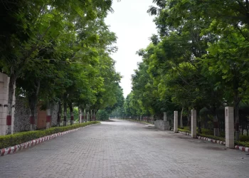 Tree-lined driveway at Chattarpur Farms in Nagpur