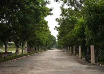 Tree-lined internal road at Chattarpur Farms in Nagpur