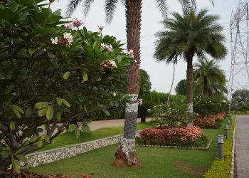 Landscaped garden and palm trees at Chattarpur Farms